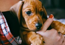 How to Raise a Dog Properly