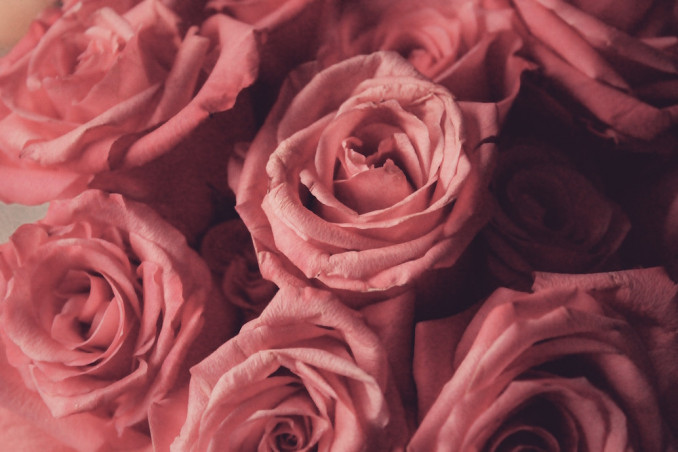 Rose Essential Oil: How To Use It To Scent A Home