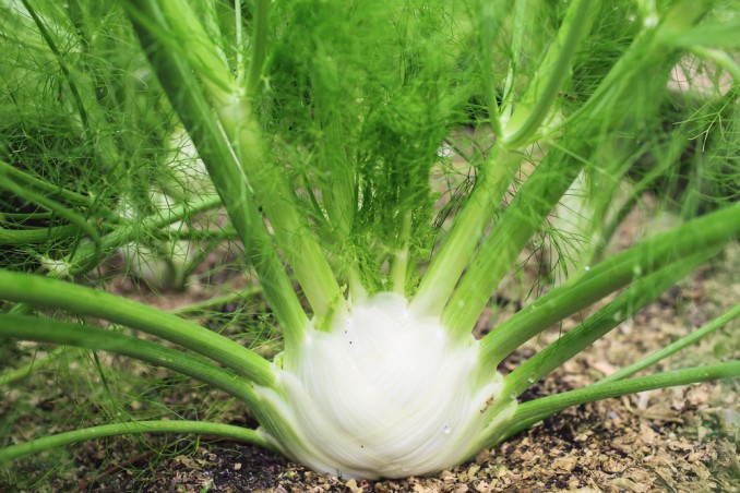 Growing Fennel: 11 Useful Tips