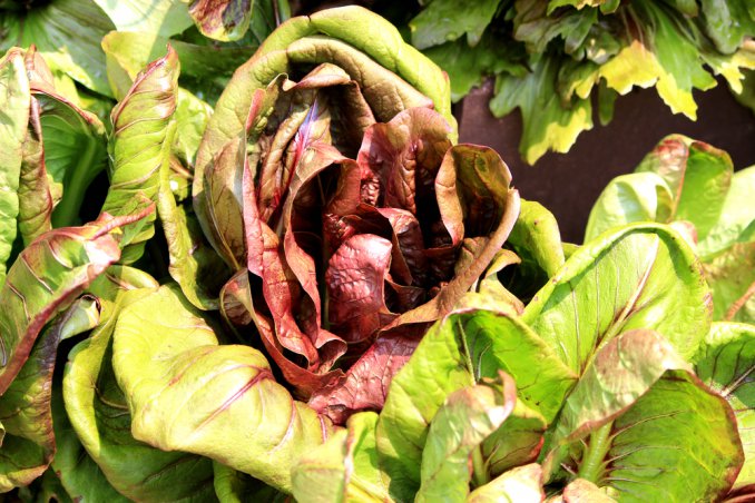 How To Grow Chicory In Pots: 5 Useful Tips