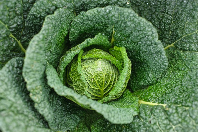 How To Grow Cabbage: 5 Useful Tips