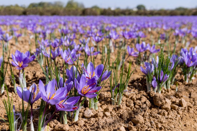 How To Grow Saffron: 11 Useful Tips