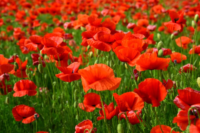 How To Grow Poppies: 5 Useful Tips