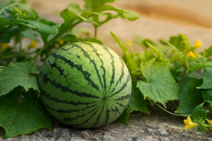 Growing Watermelons: 9 Useful Tips